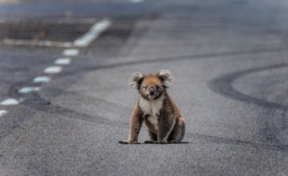 a koala sits on grey road surrounded by tyre marks